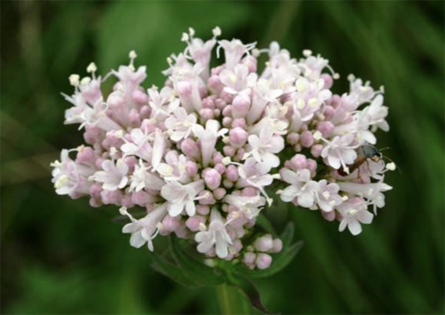 Seattle acupuncturist Robert Weinstein recommends Valeriana officinalis for relaxing sleep.